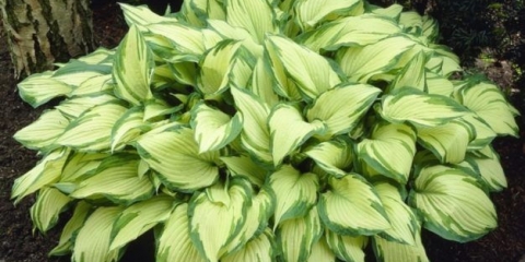 Hosta fortuna albopicta: opis, fotografije, recenzije